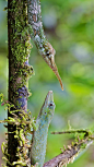 雄性和雌性的匹诺曹蜥蜴，厄瓜多尔明多 (© James Christensen/Minden Pictures)
2019-08-14
 1928