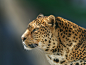 Animal, Big Cat, Leopard, Predator (animal), Wildlife wallpaper preview