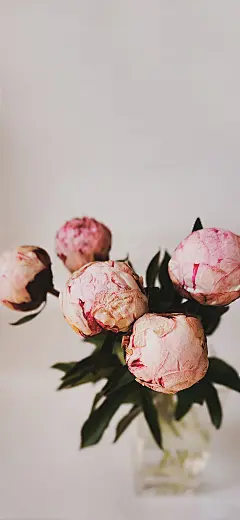 待至暮年归

挽手戏落日