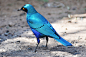 #吸啾# 蓝耳丽椋鸟------耀眼迷离的金属蓝。 ​​​​