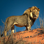 letsgowild:

The Lion King, Kalahari Desert, South Africa
