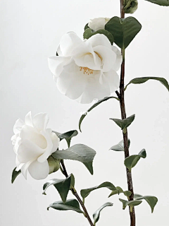 奶油丸子采集到花花花花花花花花花花