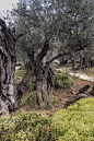 耶路撒冷客西马尼园的老橄榄树