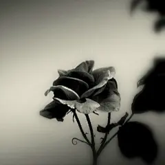我来不及认真地年轻，待明白过来时，只能选择认真地老去。———三毛