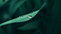 General 1920x1080 nature plants leaves water drops depth of field closeup