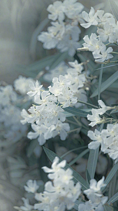 ·菩提心·采集到《杂景》