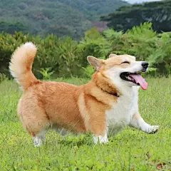 日本小柯基Gen实力演绎：如何把自己活成一个表情包

(ins: Corgi_Gen) ​​​​