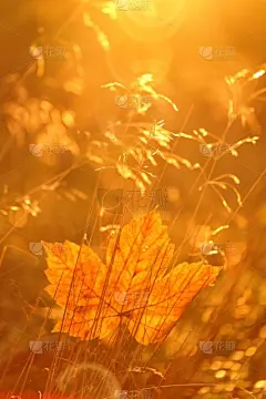 草,明亮,田地,植物,季节,自然,橙色,秋天,日光,森林