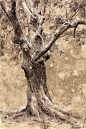 tree41_72dpi