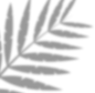 叶子光影 (5)