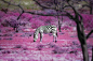 Breathtaking Pictures of Africa,Fotografias Lindíssimas da África