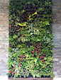 Landscape designer New York | plant wall design is a consulting company specialized in the design of vertical gardens, plant walls, living walls and green walls. - eng - Home