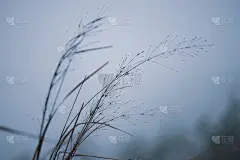 特写，露珠上的草在清晨的薄雾中