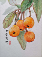云霄枇杷.钢笔淡彩