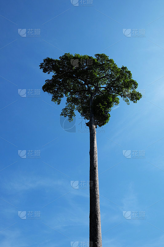 这是一棵非常高的树，有着美丽的树冠，背景是湛蓝的天空。非常光滑的树干。