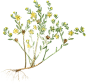 Flora-(42)
