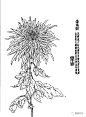 缪谷瑛《由里山人菊谱》欣赏，美美哒！