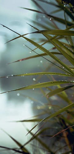 深秋拾月采集到立夏