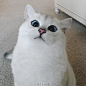 ✤ Chic Life ✤ ∷最近火爆ins的一只萌猫，你的美瞳在哪买的？