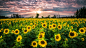 General 3840x2160 flowers yellow flowers field sunflowers landscape
