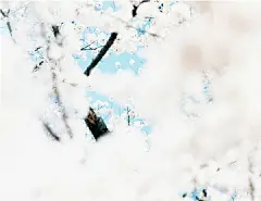 2000年日本木村伊兵卫摄影奖获得者铃木理策 : 用摄影融入净土 林叶 2007年，在东京都写真美术馆我第一次看到铃木理策的作品《熊野 雪 樱》。在这之前我对他完全一无所知，这次也只是碰巧去了惠比寿，碰巧遇上这个展览，碰巧看到罢了。然而，这样的碰巧给我留...