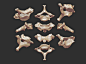 Gumroad scanned human vertebrae, Alex Buryak : Real scans of human. Scans are obtained from MRI. 
Including 3 vertebra:
 - OBJ, FBX, ZTL, bone material for zbrush
https://gumroad.com/l/LstMi