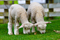 grass-wilderness-countryside-animal-wildlife-wild-1150874-pxhere