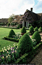 Spring Tulips and Topiary in a formal garden - Chenies Manor House Buckinghamshire: 