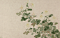 清 洋菊十六种图册 - 故宫博物院 - 故宫壁纸