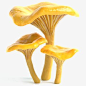 鸡油菌蘑菇 3d model