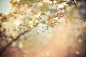 樱羽流萤——一棵开花的树