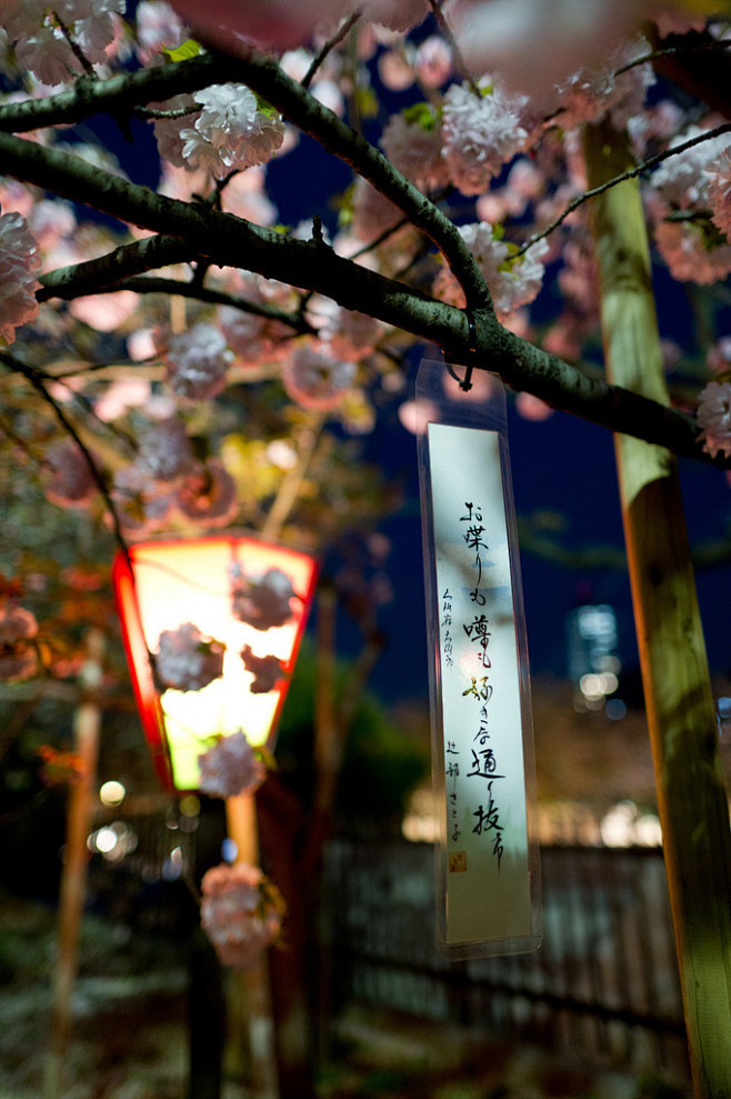 樱花盛开的日本是迷人的，除此之外的东瀛风...