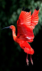 the-rouge-rose2u:Wonderful Photo: Scarlet Ibis

