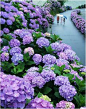 Hydrangea Road in Miyazaki, Japan