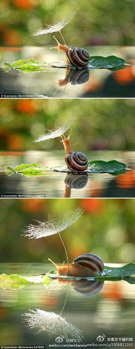 [打伞的蜗牛] 【打伞的蜗牛】蜗牛都应喜...