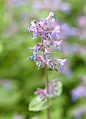 猫薄荷
学名 Nepeta cataria 
别名 荆芥
属于唇形科，茎直立多分枝，茎叶有白色绒毛，花为淡蓝色，是一种多年生草本植物，产于欧洲、西南亚中亚。根和叶具薄荷味，有驱鼠和甲虫功能，常作薰衣草、玫瑰的护边植物。
