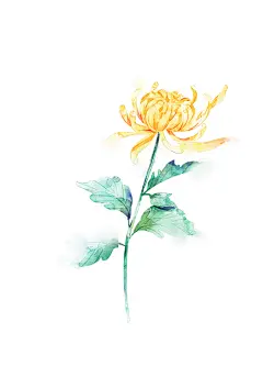 板绘插画菊花和纸胶带约稿封面涂鸦手机壳壁纸_银喉山雀__插画师作品_涂鸦王国gracg.com