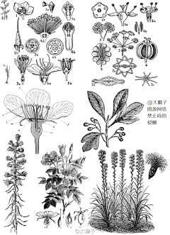 =_=ping采集到植物