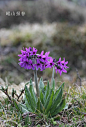 秦岭太白山报春花属（Primula）植物8种