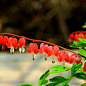 Beautiful bleeding heart - PARK G. S