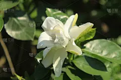 栀子,自然,芳香的,背景分离,图像,仅一朵花,花朵,美,自然美,花瓣