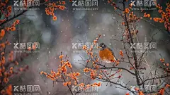 鸟  - 源文件下载【酷图网】鸟,壁纸,好看,美丽,电脑壁纸,手机壁纸,