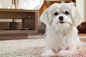 maltese-dog-names.jpg (2100×1400)