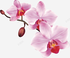 清风两叹采集到粉色花朵素材