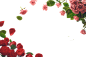 红色玫瑰花png (12)