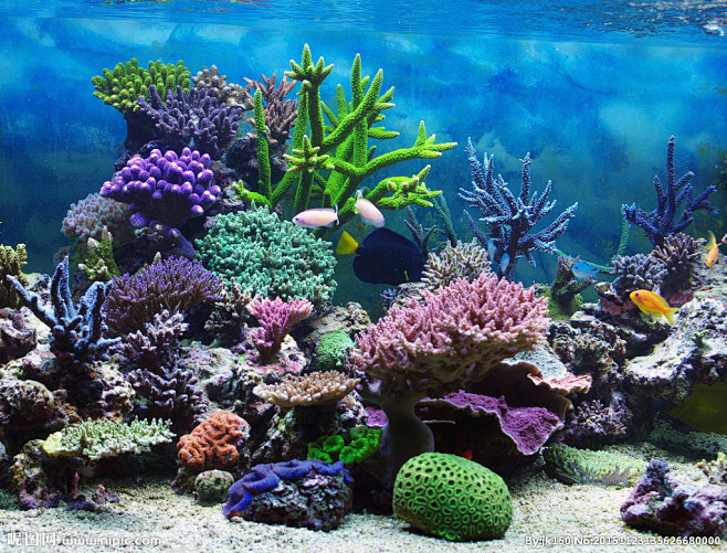 梦幻海底