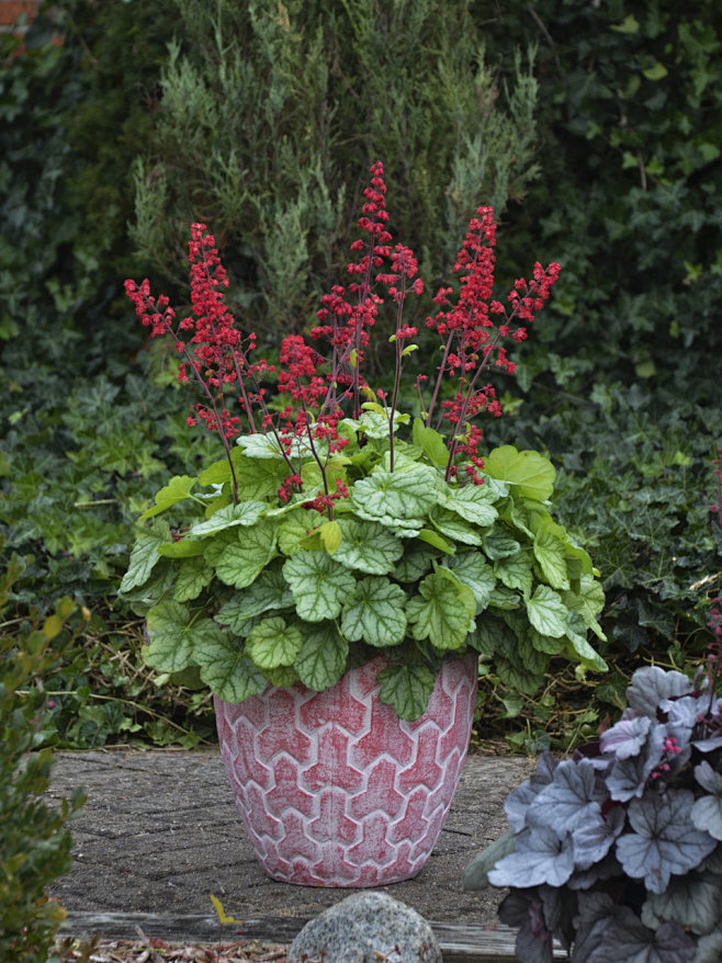 heuchera_appletini.j...