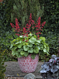 heuchera_appletini.jpg (958×1278)