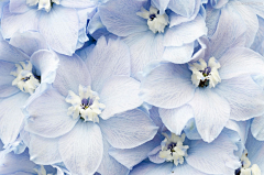 a小花瓣er采集到蓝。