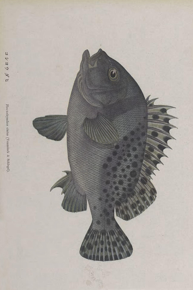 鱼类图鉴花尾胡椒鲷